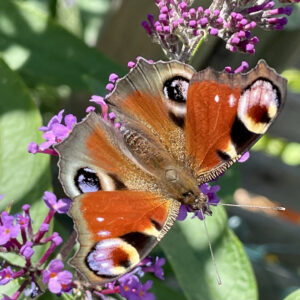 Schmetterling - Philosopie Glück: das Leben entfaltet sich
